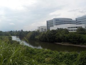 鶴見川の様子