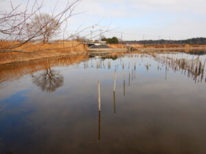 多々良沼の様子